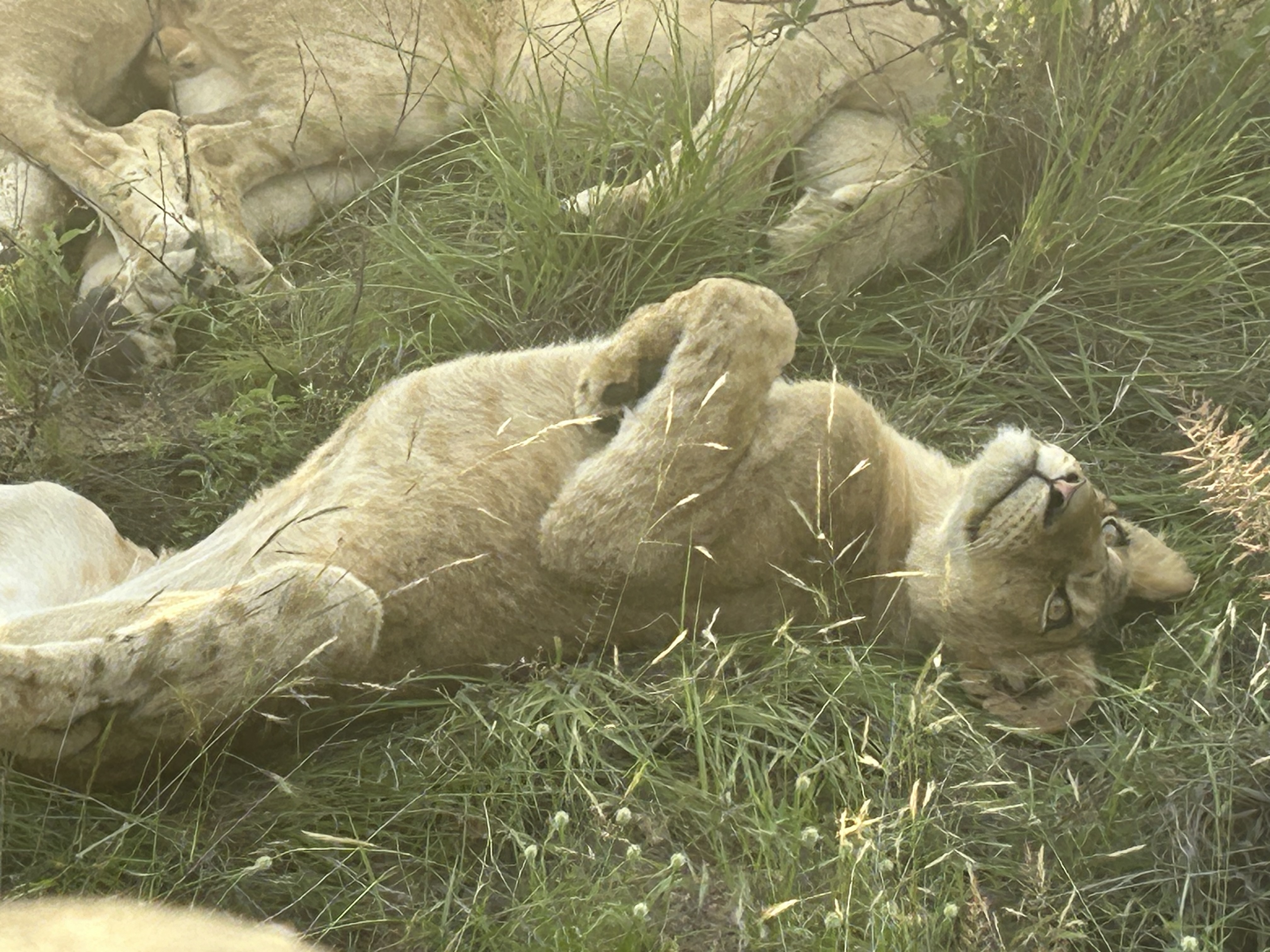 David Goldberg Lions
