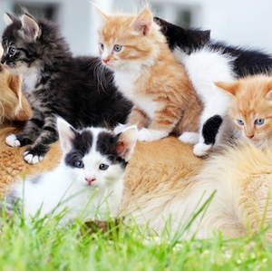 Women, Baby Boomers and Cincinnati Residents Are Most Pet-Obsessed