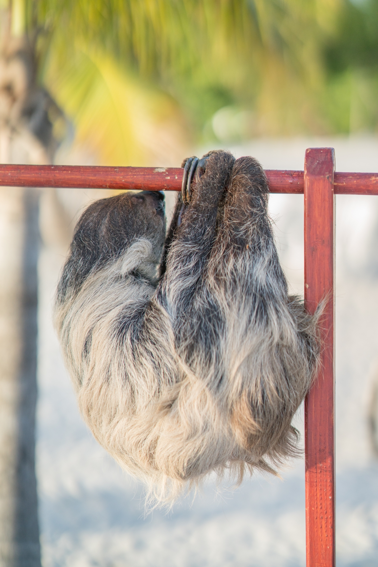 Sloth2