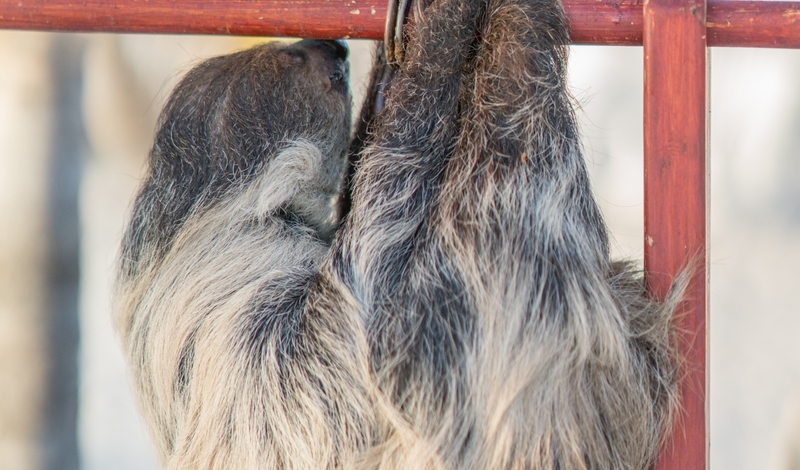 Sloth2