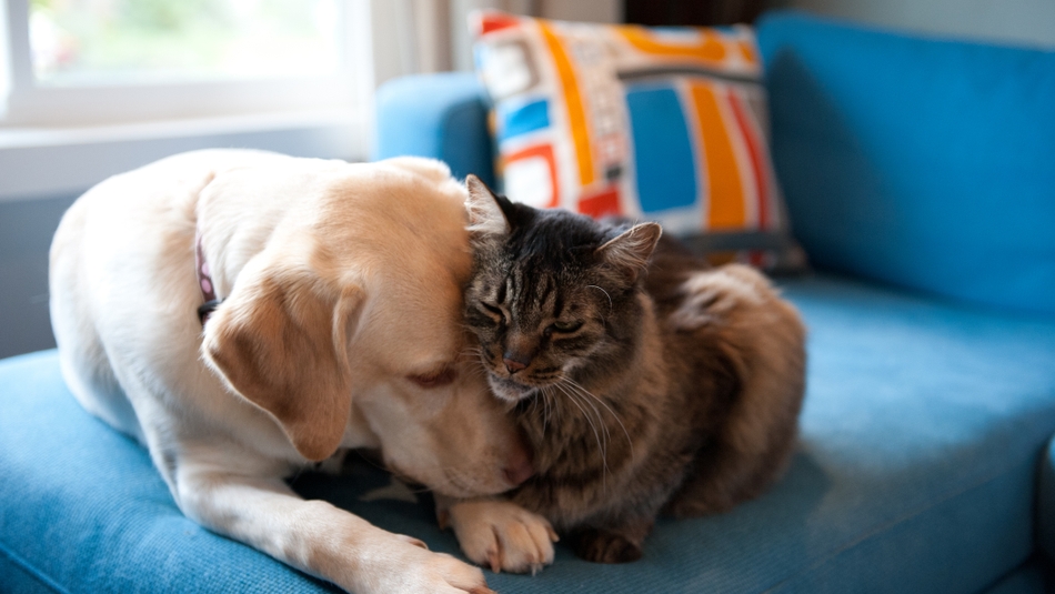 0125_Avoiding Pet Scams medium size