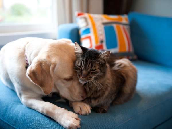 Avoiding Pet Scams thumbnail