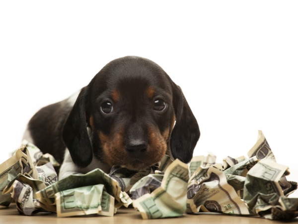 Don't Let a Puppy Scam Cost You thumbnail