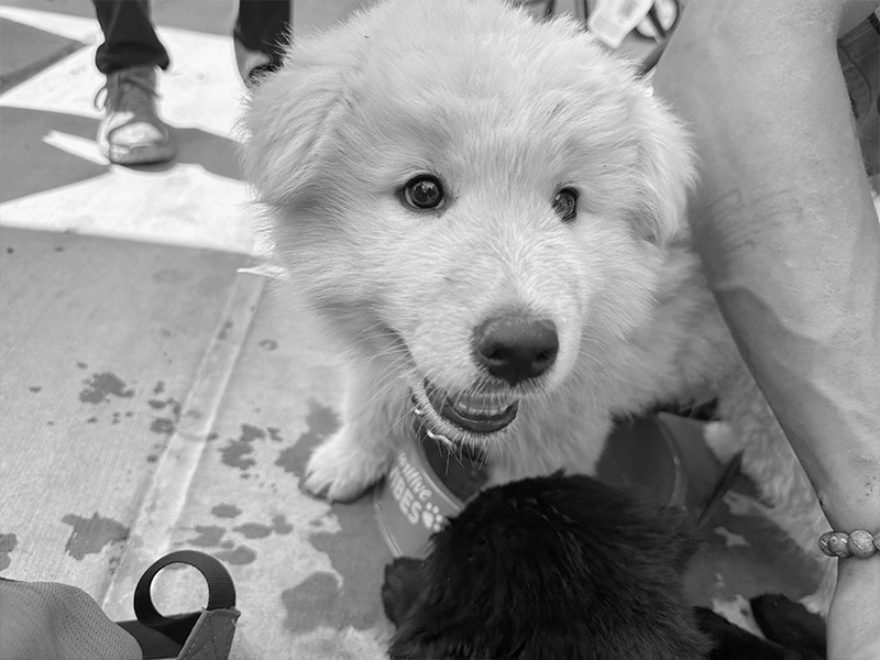 gallery-bw-pets-1