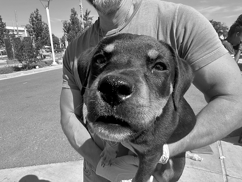 gallery-bw-pets-2