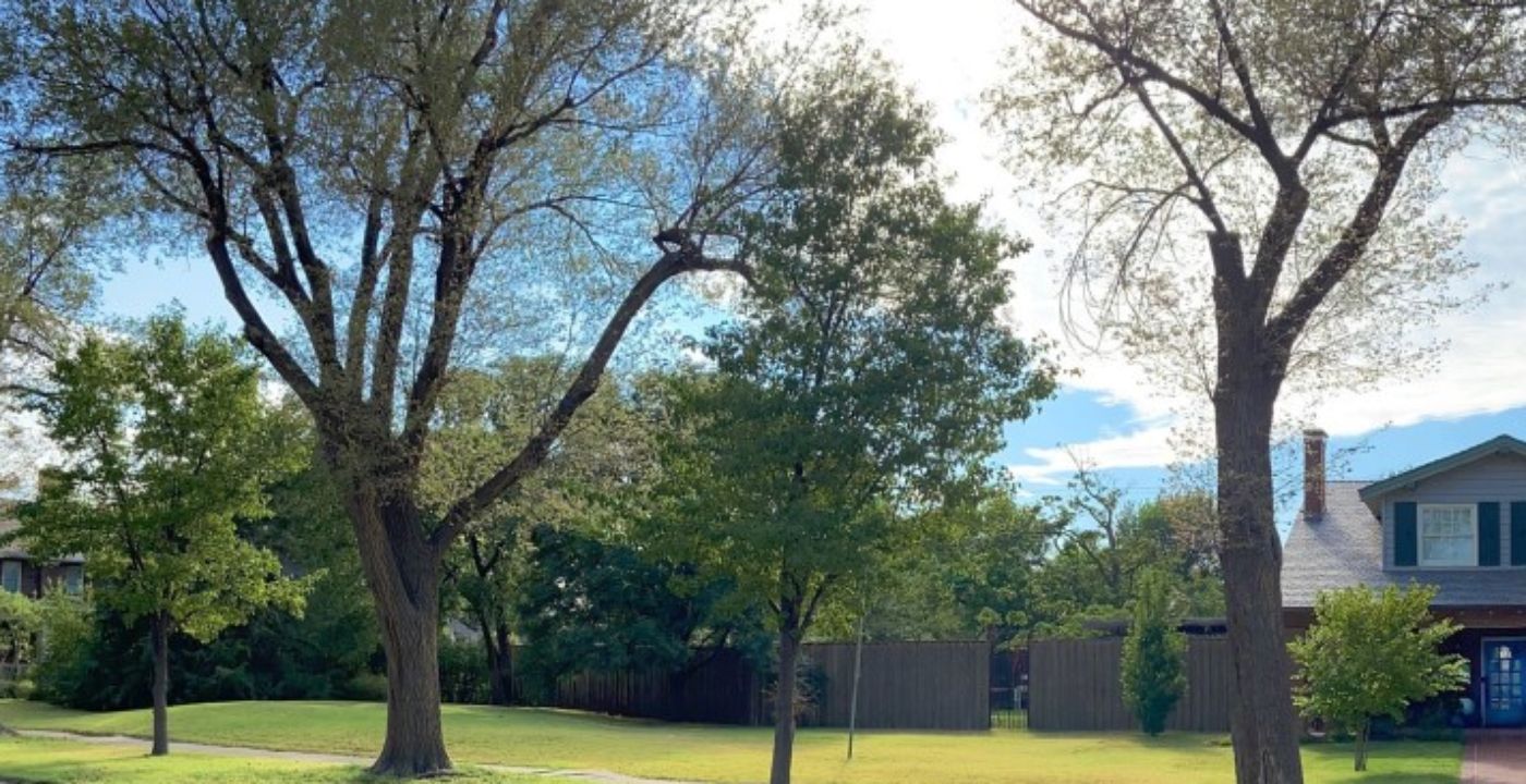 trees