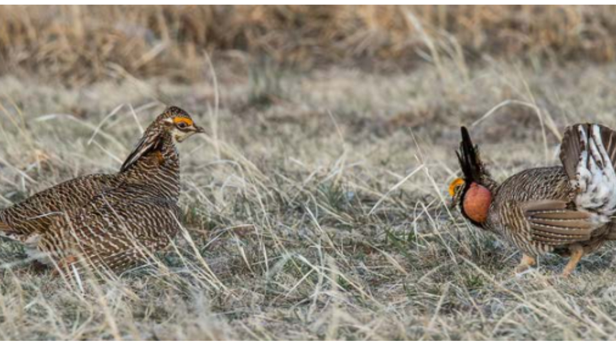 Lesser Prairie Chicken, a threatened species in the Southern Great Plains