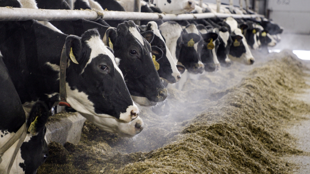 Miltrim-Cows-2