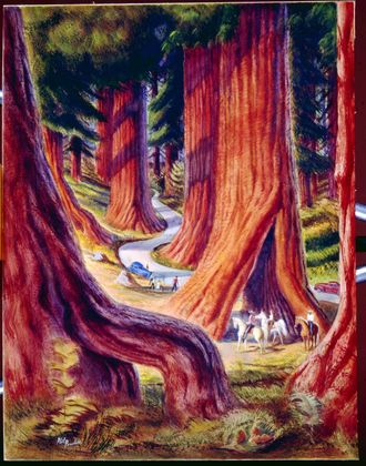214 Paradise Riding Among Redwoods