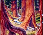 214 Paradise Riding Among Redwoods