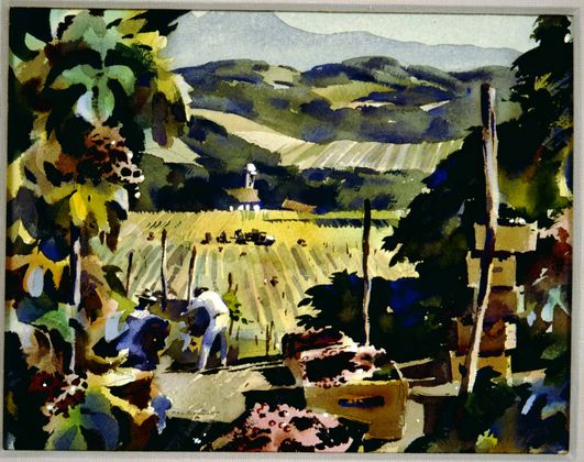 348 Brandt Grape Harvest Napa Valley