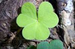 shamrock by oatsy40