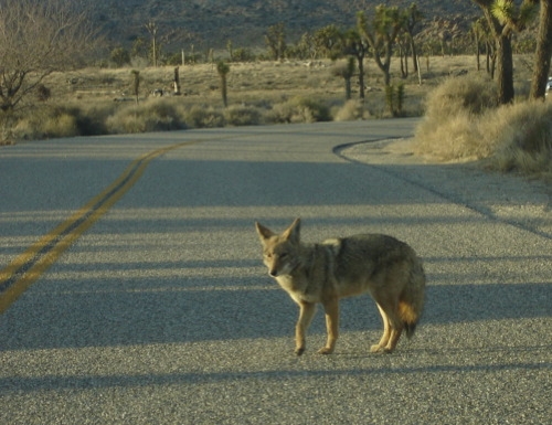 Coyote on the road