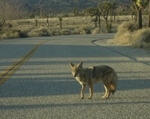 Auto Club Reminds Drivers About Dangers Of Wildlife Collisions 