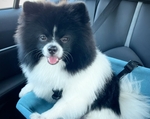 Auto Club Reminds Drivers About Pet Safety During End-of-Summer Road Trips, Launches Pet Supply Donation Drive With Los Angeles Dog Rescue Group