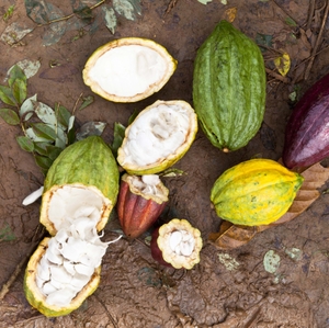 Cocoa Pods