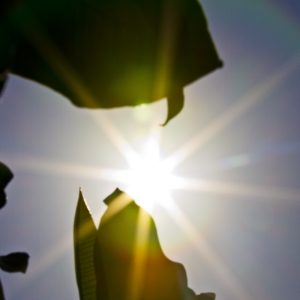 Sun and Plant