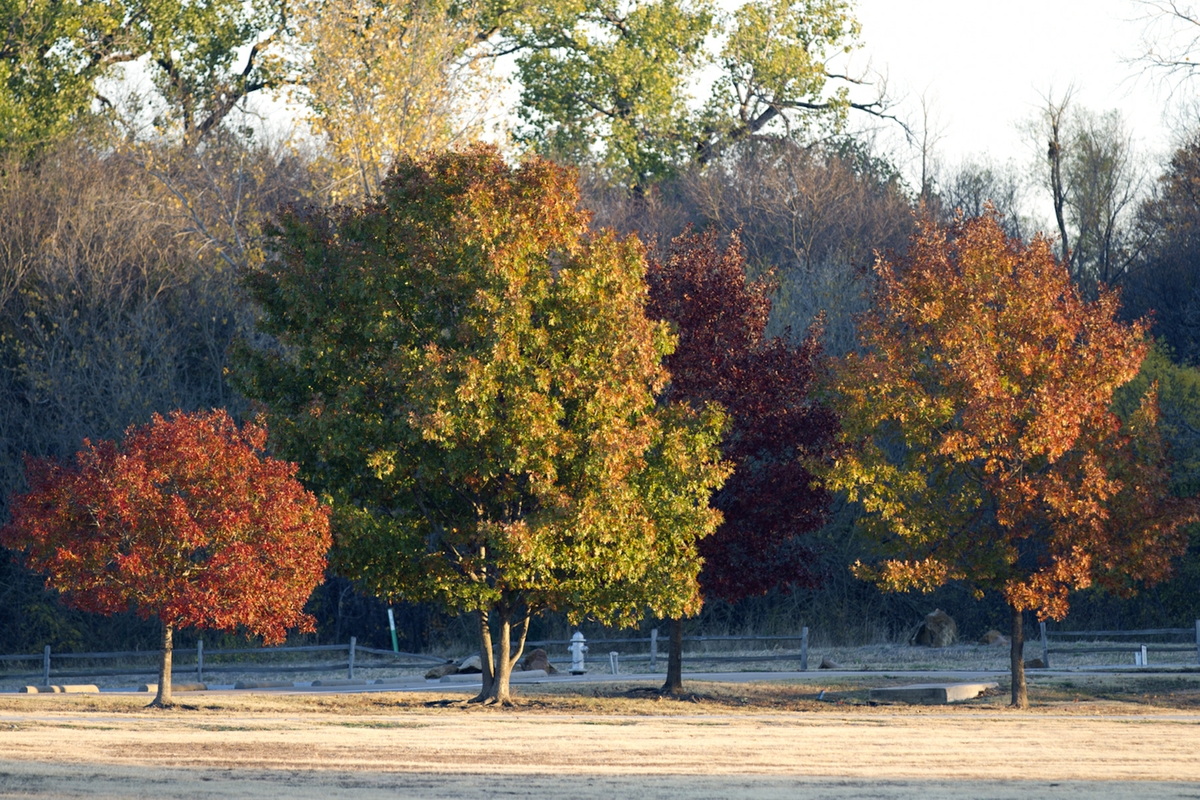 Fall colors - Trees