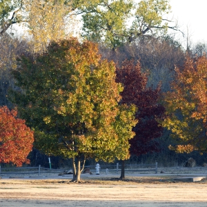 Fall colors - Trees