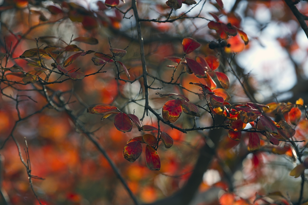 Fall Leaves