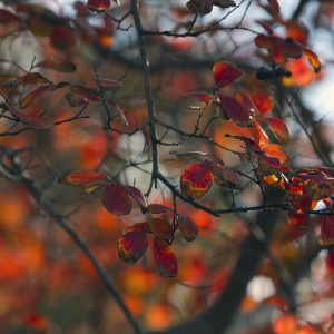 Fall Leaves