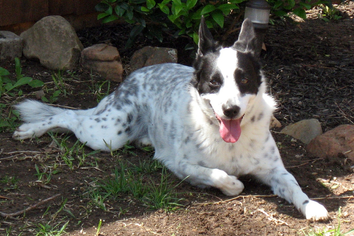 dog at rest