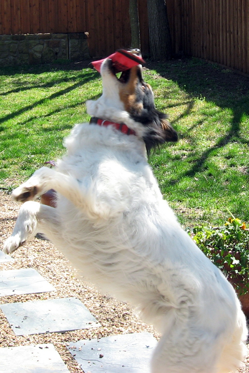 dog makes great catch