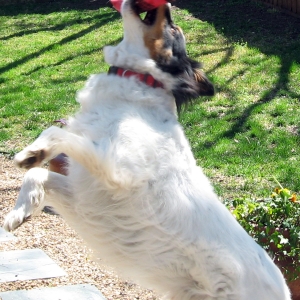 dog makes great catch