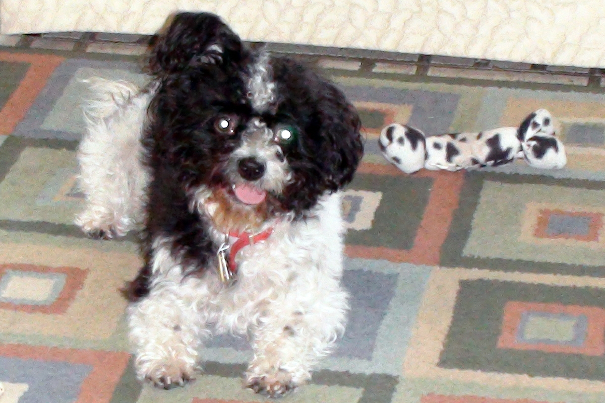 dog ready to play