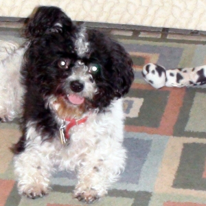dog ready to play