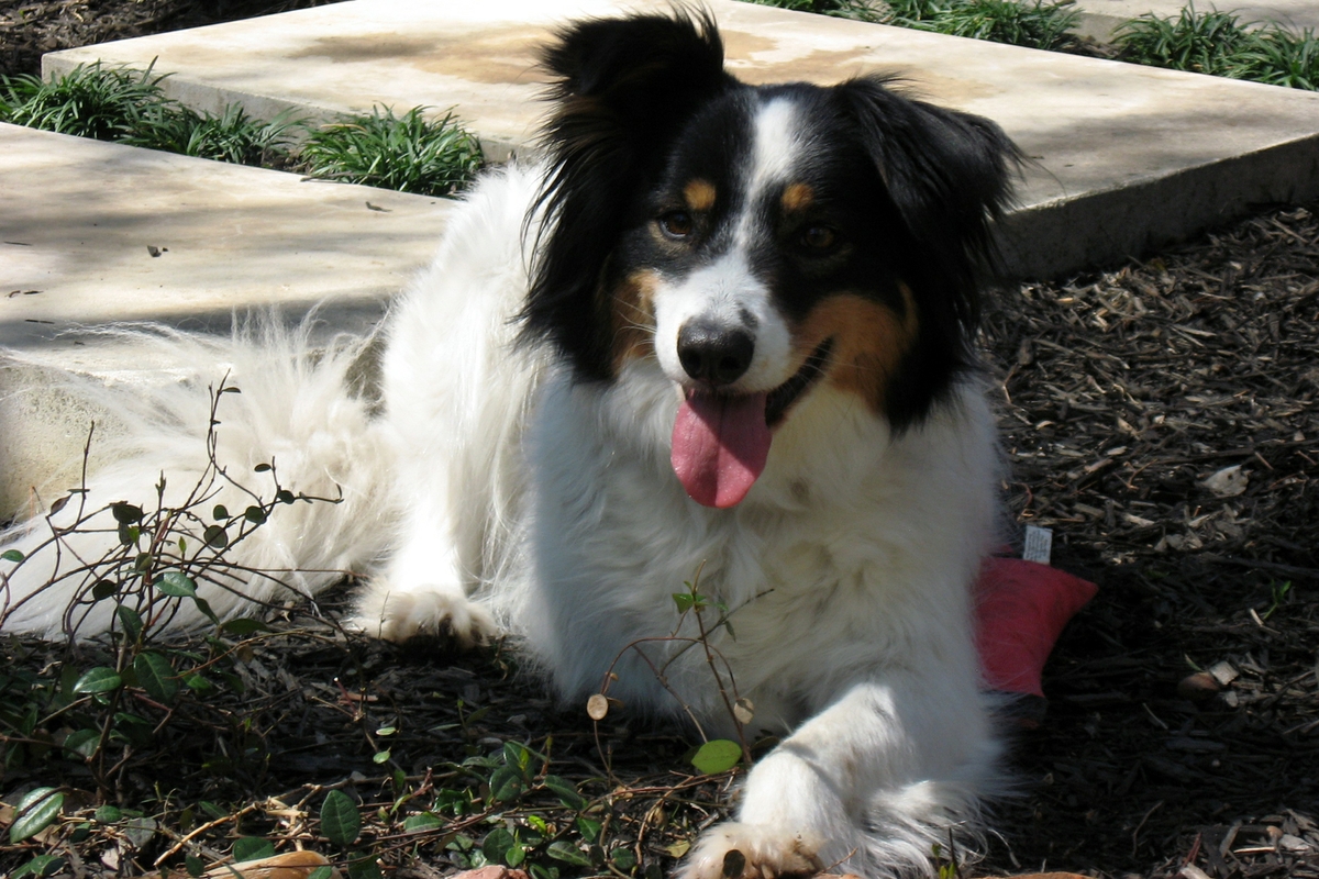 dog resting