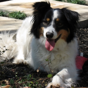 dog resting