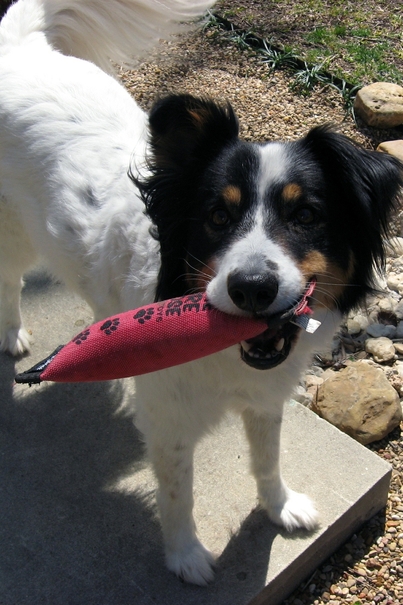 dog with toy