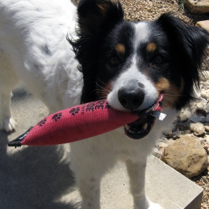 dog with toy