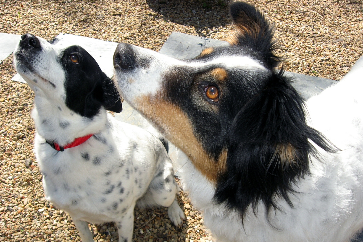 dogs at attention