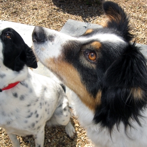 dogs at attention