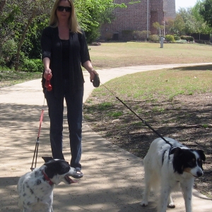 dog walking close up