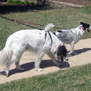 dogs on leashes