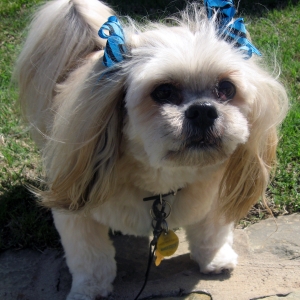 small dog on a walk