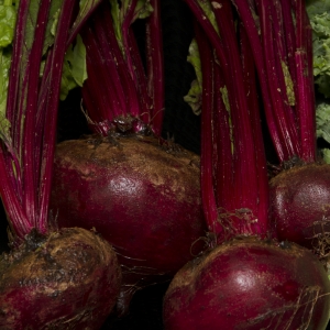 beets
