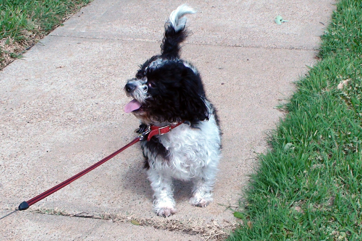 dog enjoying outdoors
