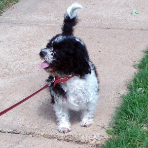 dog enjoying outdoors