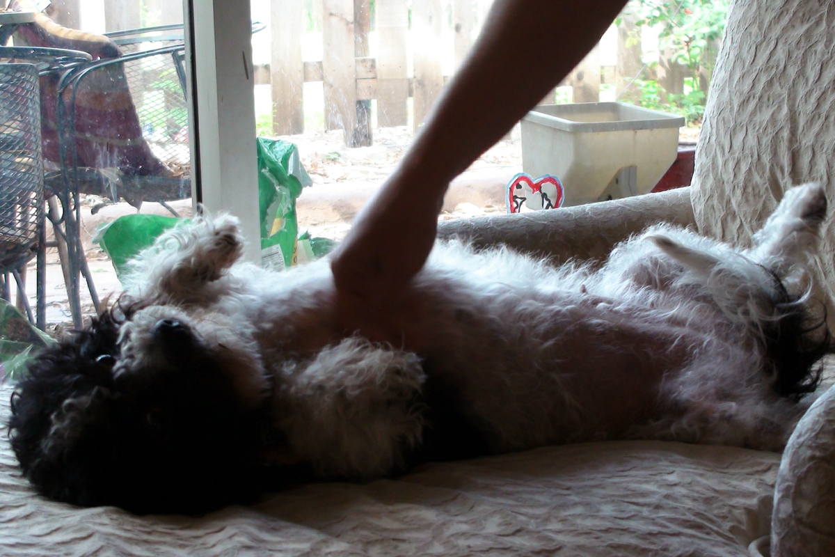dog playing indoors