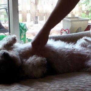 dog playing indoors