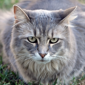 Cat ready to pounce