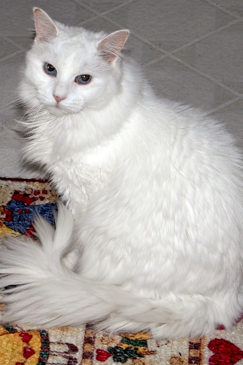 Cat waiting to play