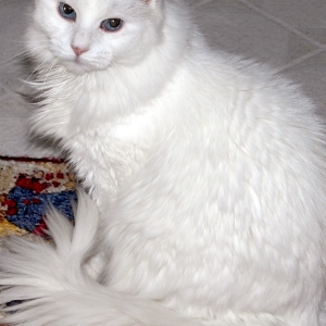 Cat waiting to play