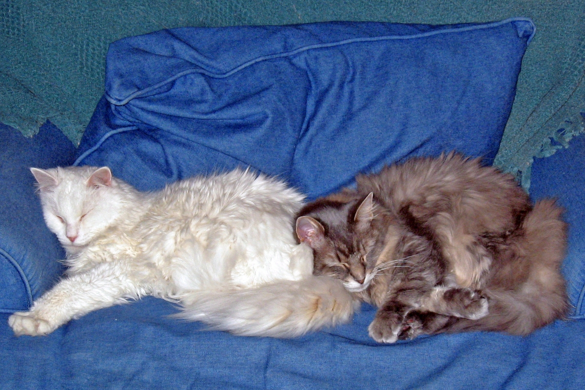 Cats sleeping