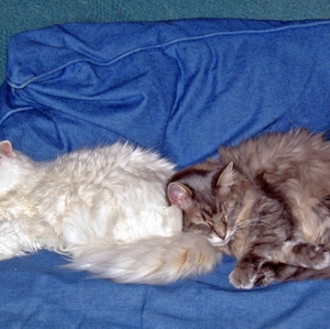 Cats sleeping