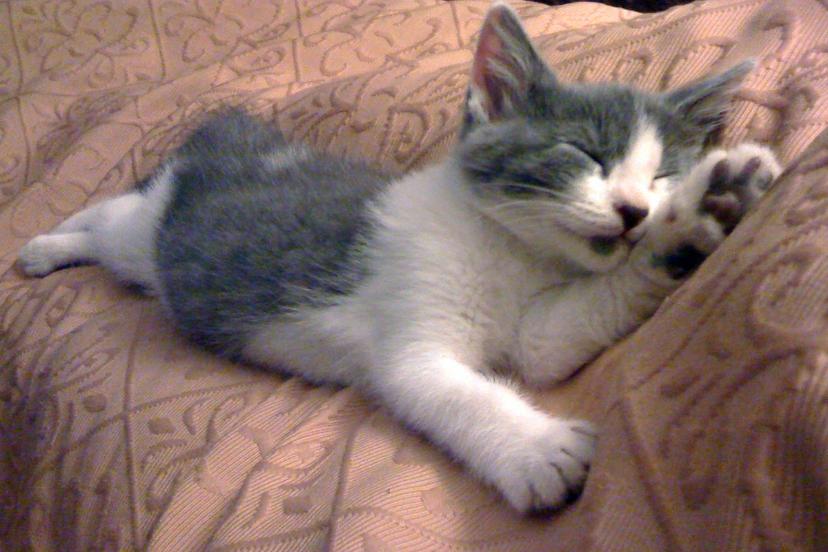 Cat/Kitten at rest